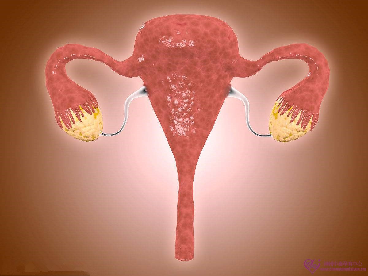 教你卵巢功能评估，做好美国试管婴儿准备